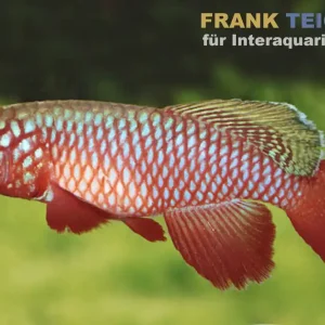 Zertifiziert Kardinal-Prachtkärpfling, Nothobranchius cardinalis, DNZ